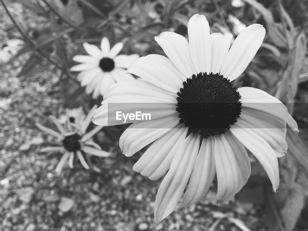 High angle view of flowers blooming on field