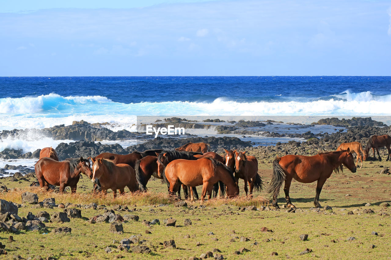HORSES STANDING IN SEA