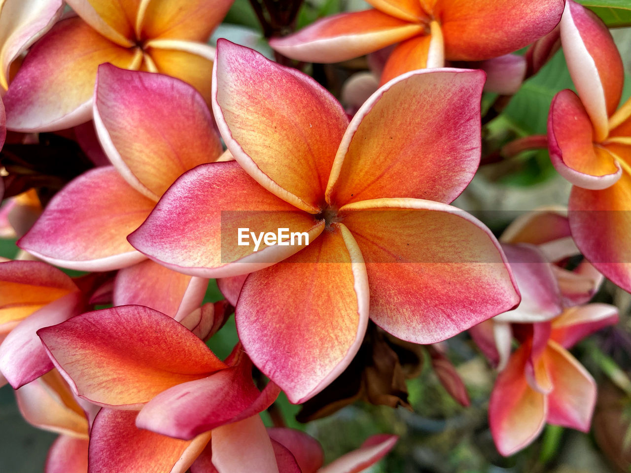 Close-up of pink flowers