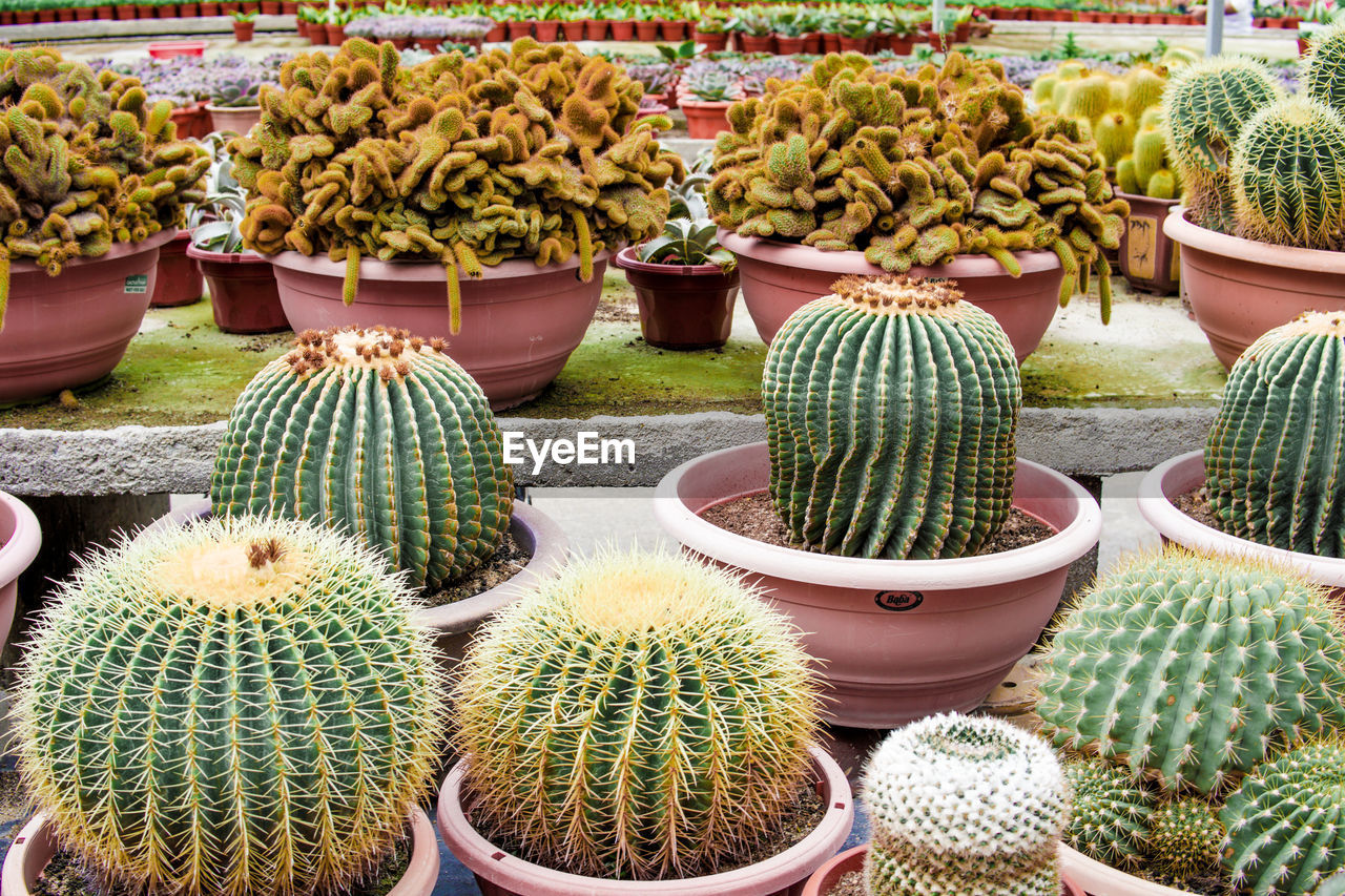 HIGH ANGLE VIEW OF SUCCULENT PLANTS IN MARKET