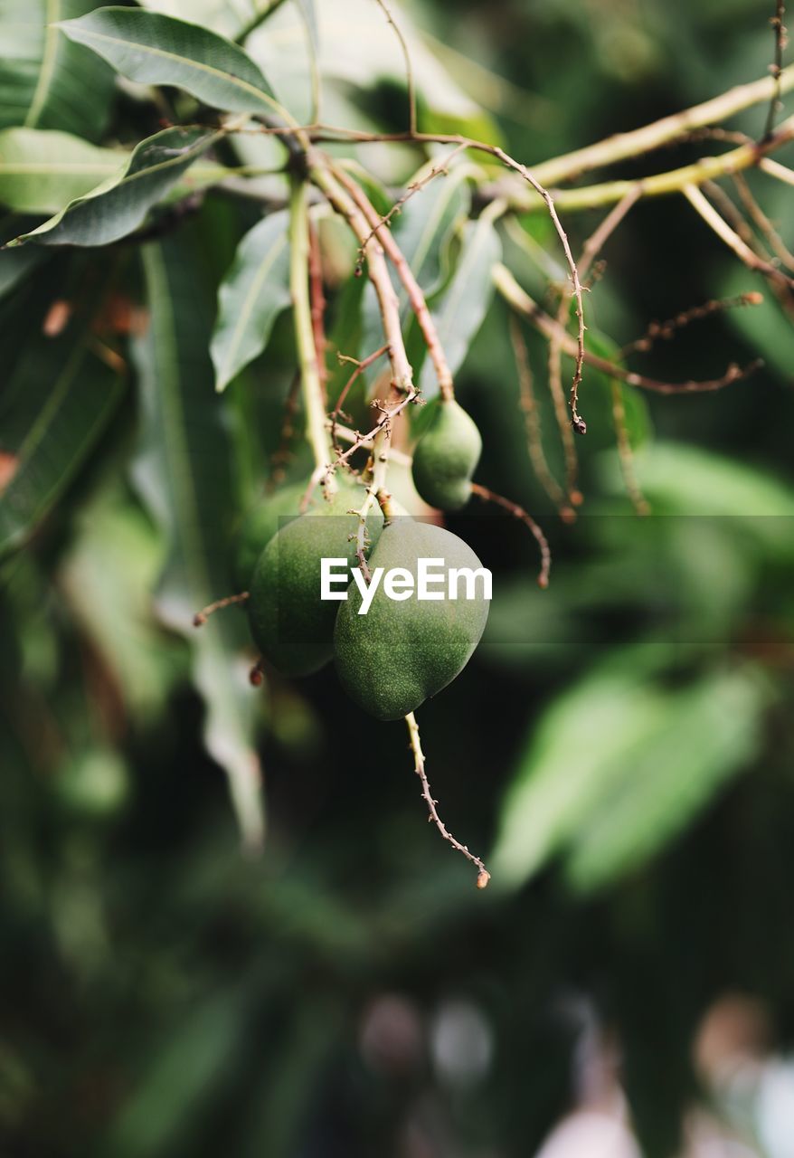 Close-up of fruits growing on tree