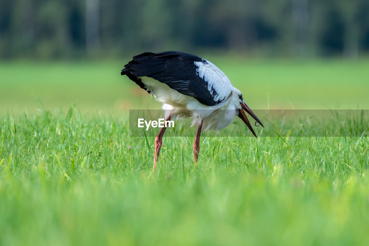 European white stork, ciconia ciconia, on field in search of food