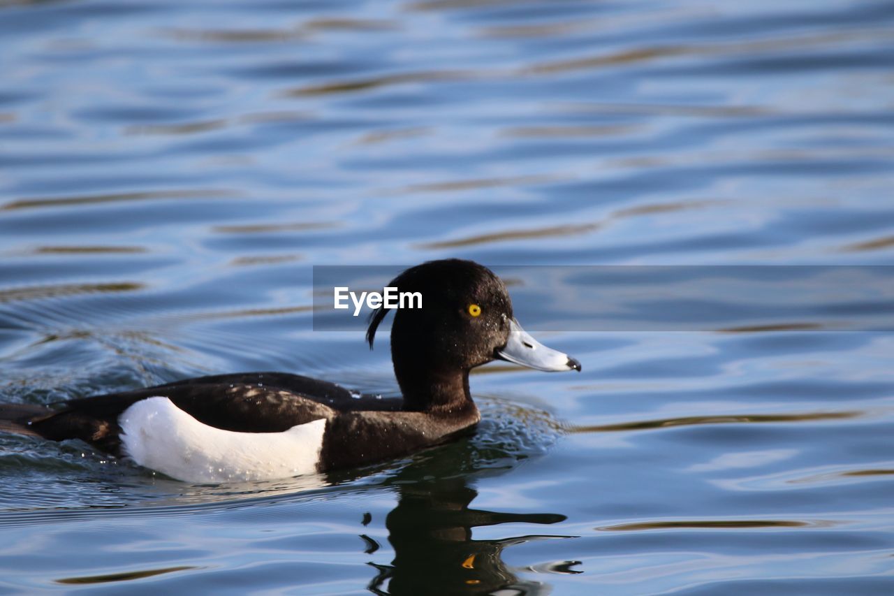 Close up of a tufted duck swimming
