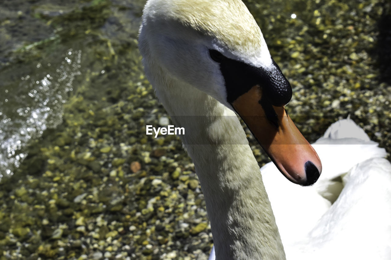 CLOSE-UP OF A SWAN IN LAKE