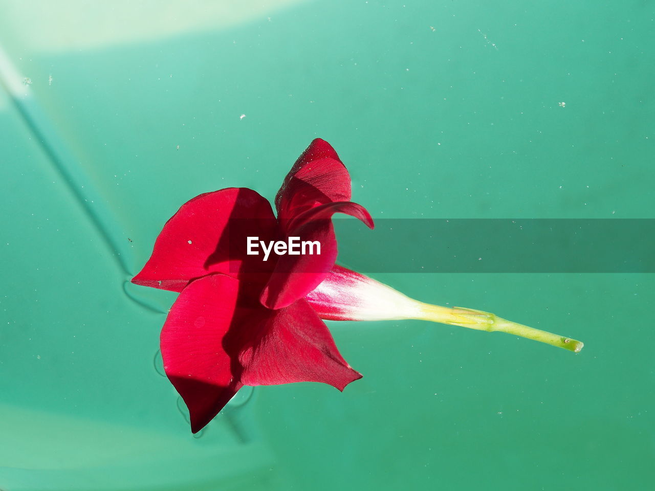 CLOSE-UP OF RED FLOWER ON WATER