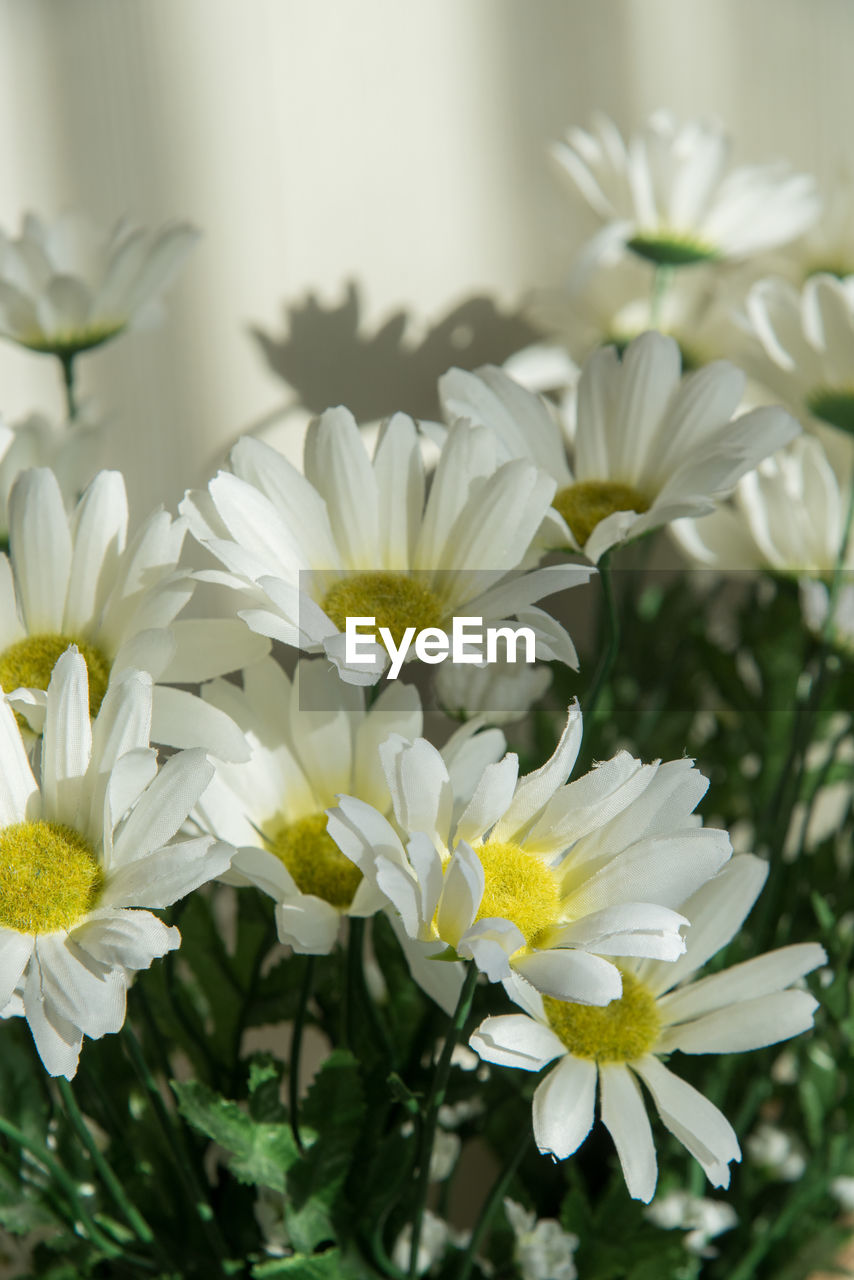 flower, flowering plant, plant, freshness, beauty in nature, white, nature, close-up, yellow, fragility, flower head, petal, no people, inflorescence, growth, focus on foreground, blossom, springtime, outdoors, daisy, bouquet, floristry, selective focus, flower arrangement