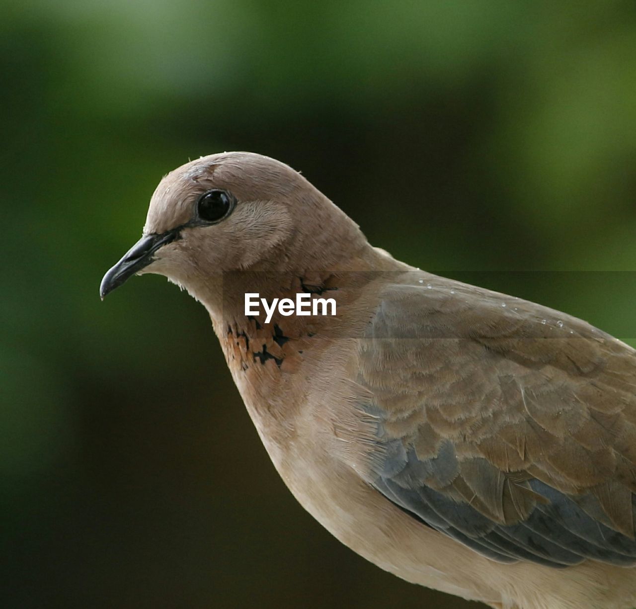 Close-up of a bird