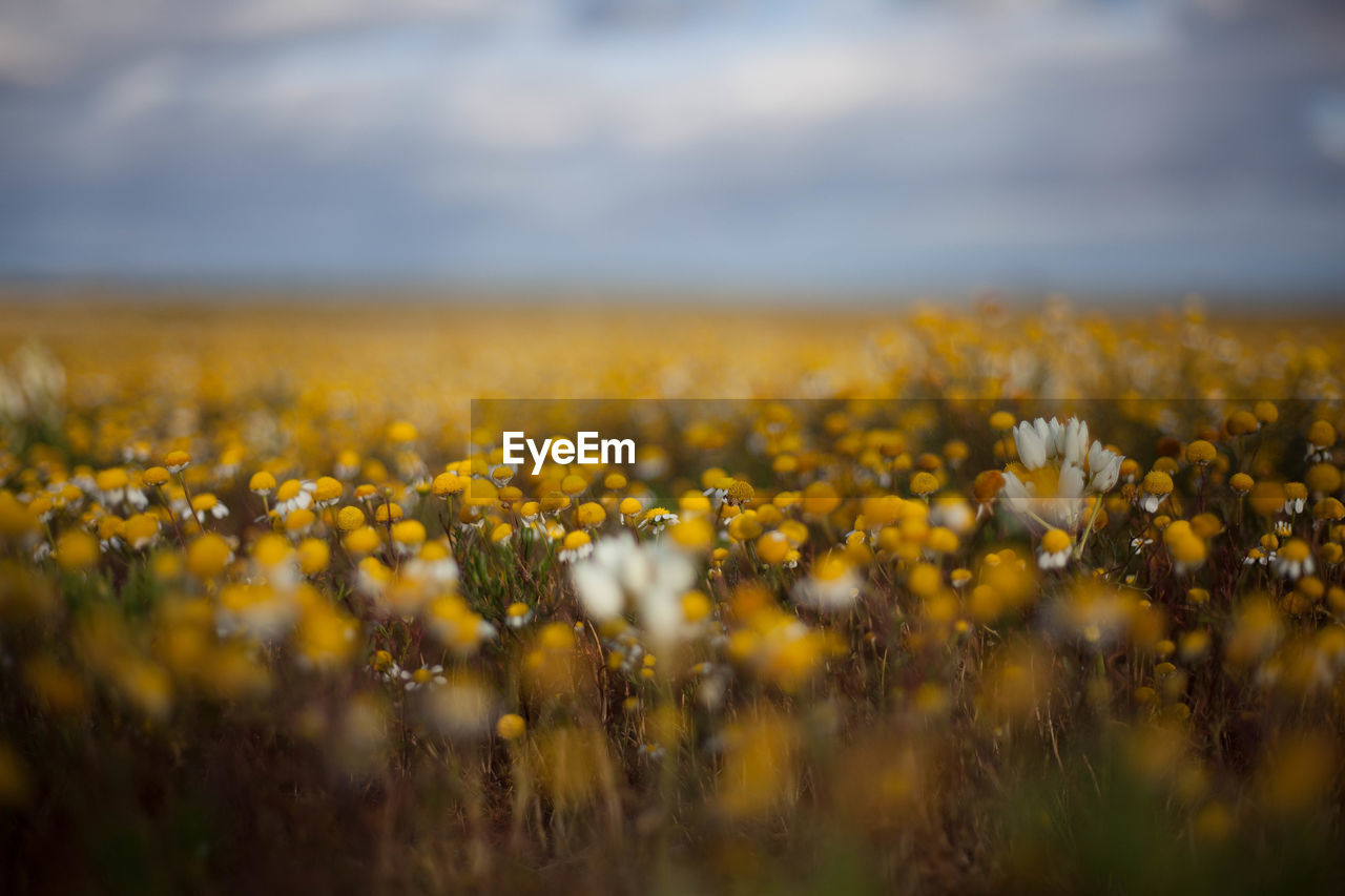 Yellow flowers growing on field