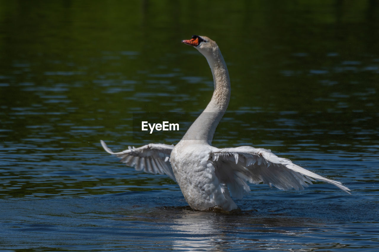 Adult male mute swan displaying wings on the huron river