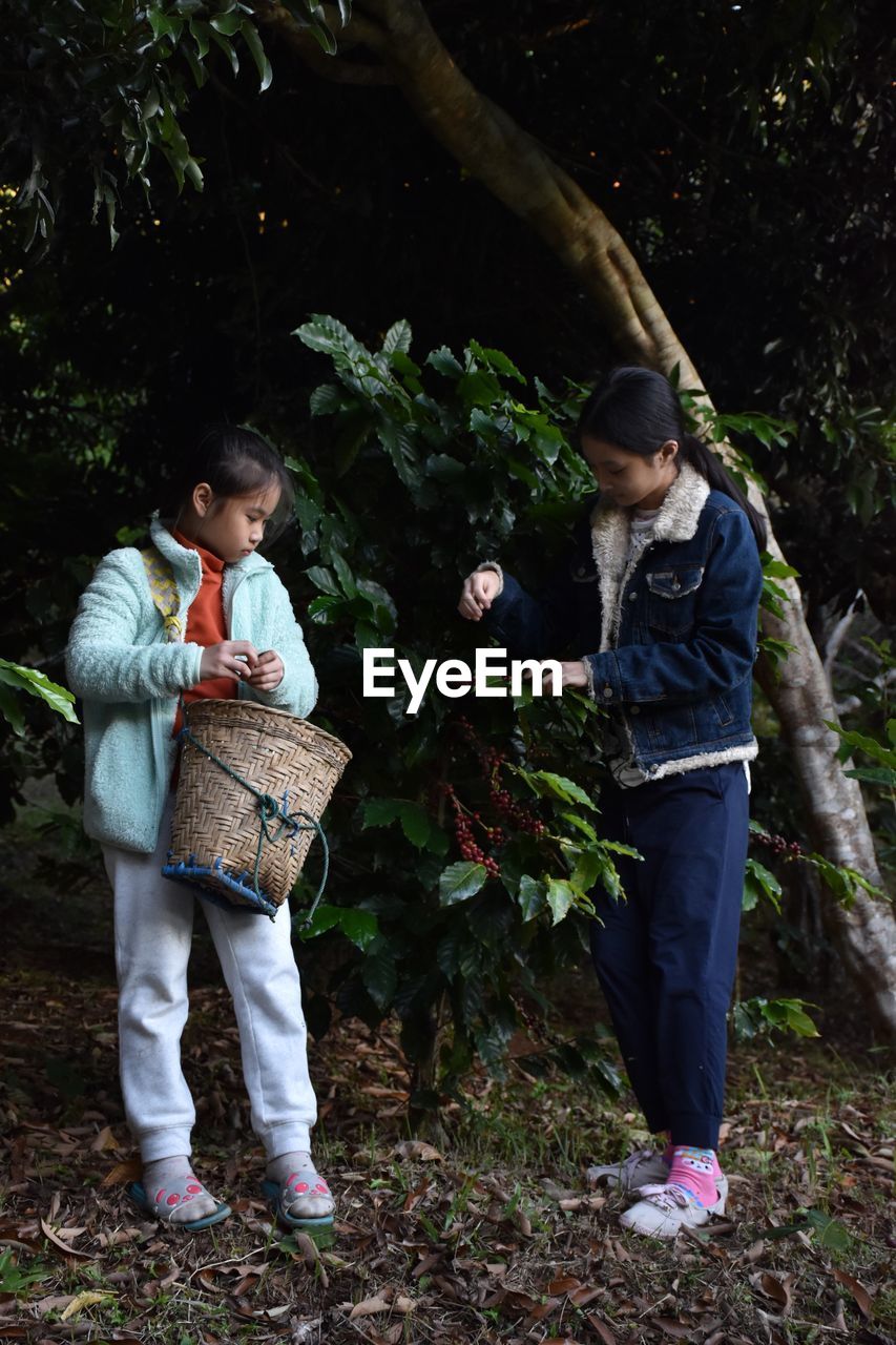 Girls harvesting fruits from tree at farm