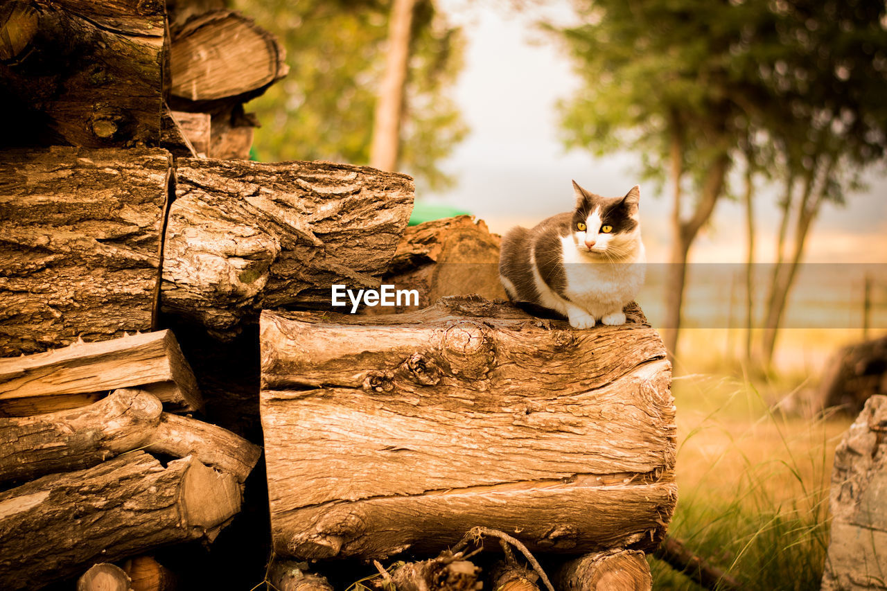 CAT SITTING ON WOOD LOG