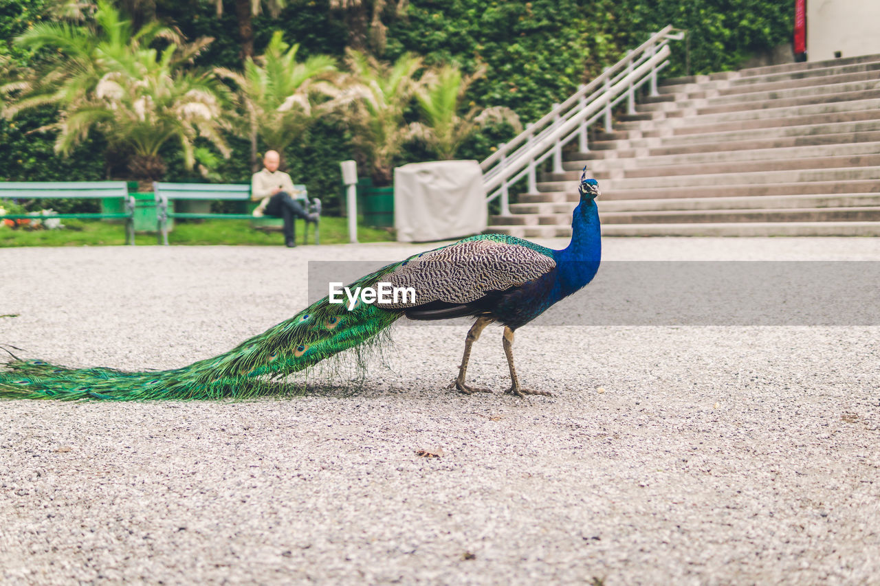 SIDE VIEW OF A PEACOCK ON THE LAND