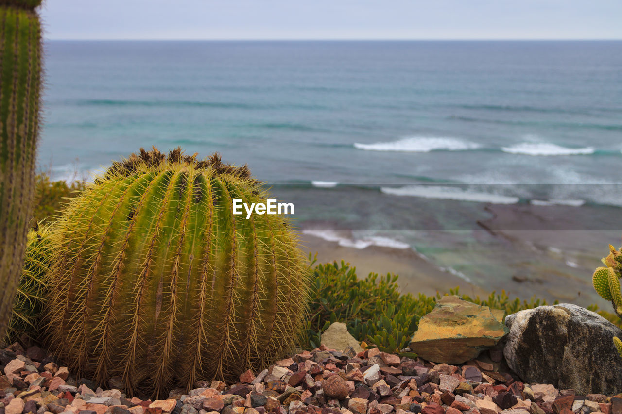 Close-up of cactus by sea against clear sky