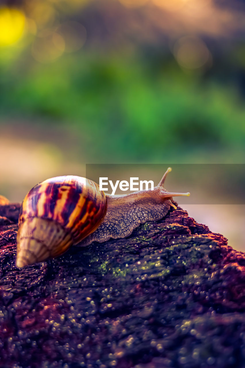 close-up of snail on lake