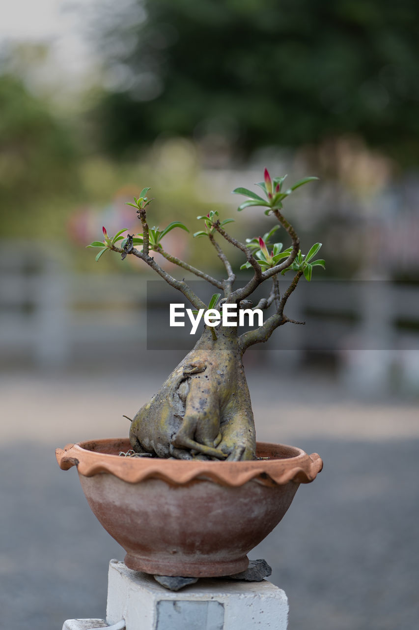 bonsai, plant, nature, no people, focus on foreground, outdoors, day, bonsai tree, flower, flowerpot, houseplant, tree, water, statue, close-up, sculpture, craft, growth, potted plant, decoration