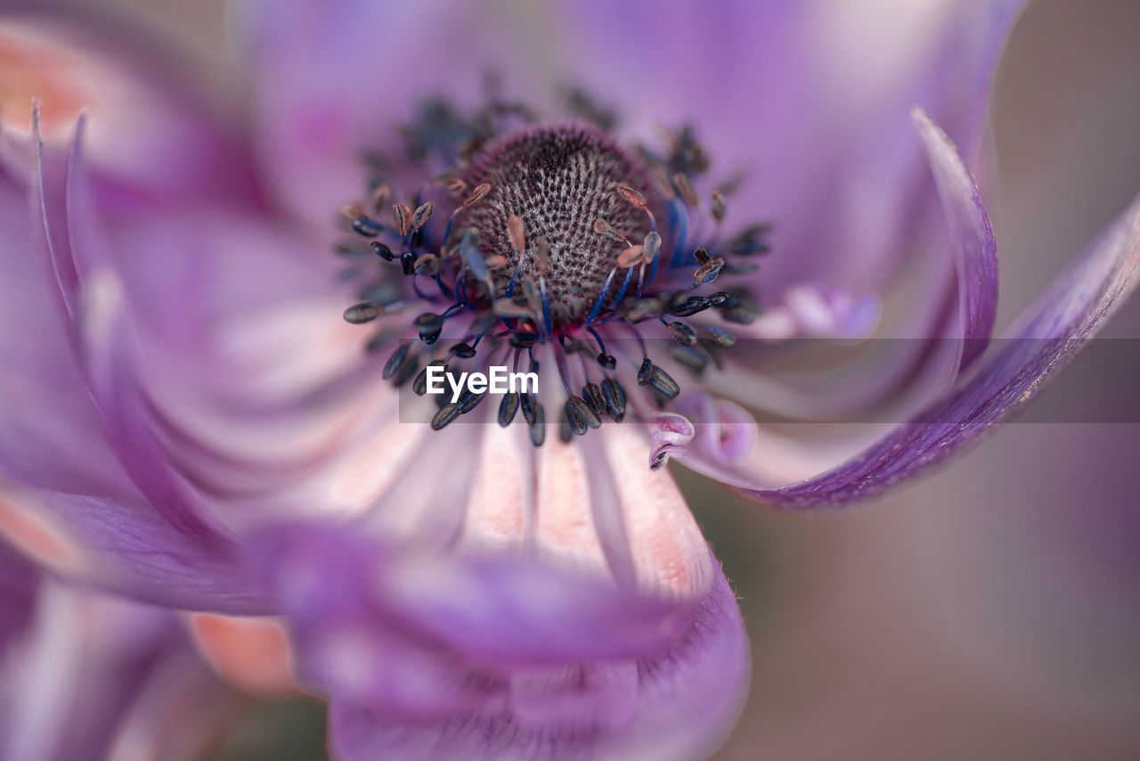 Close-up of purple anemone flower