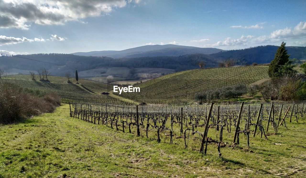 Scenic view of vineyard against sky in tuscany