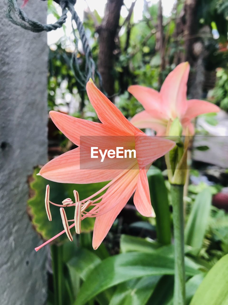 plant, flower, flowering plant, beauty in nature, petal, growth, freshness, close-up, fragility, nature, lily, flower head, inflorescence, focus on foreground, day, no people, plant part, botany, leaf, outdoors, pink, pollen, tree, blossom, springtime, stamen