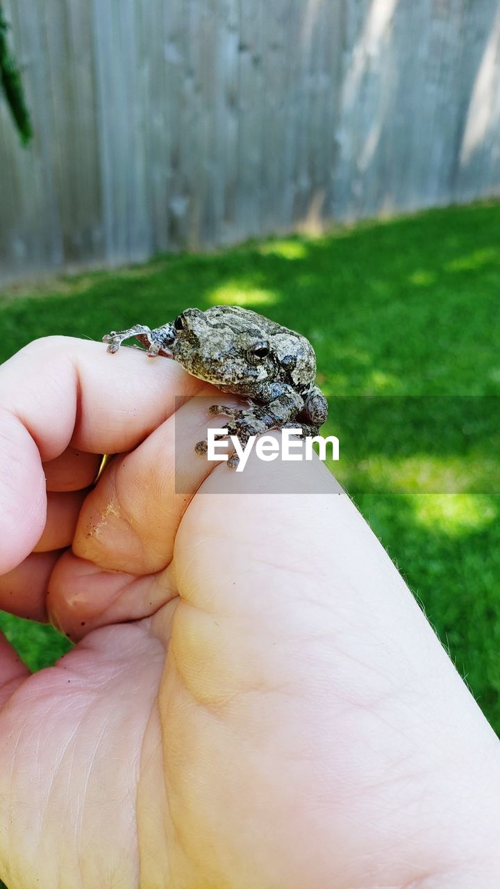 CLOSE-UP OF HUMAN HAND HOLDING SMALL