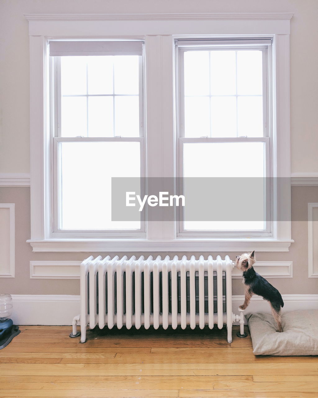 Dog on hardwood floor at home