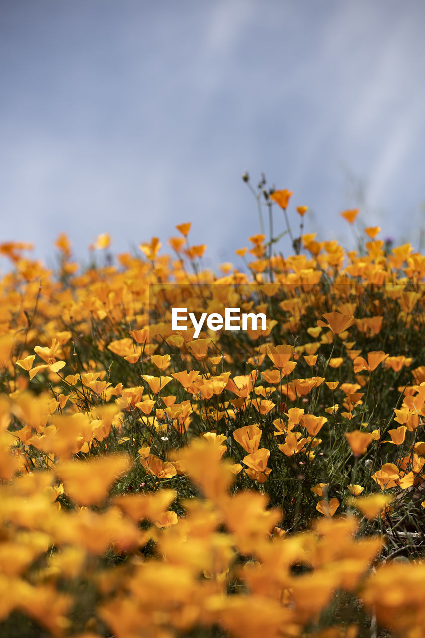 Close-up of yellow flowering plants on field