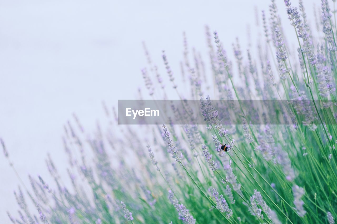 Close-up of insect on purple flower