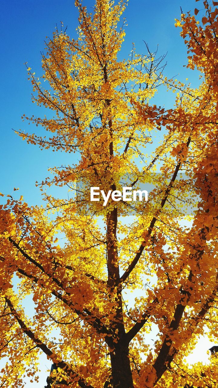 Low angle view of tree against sky during autumn