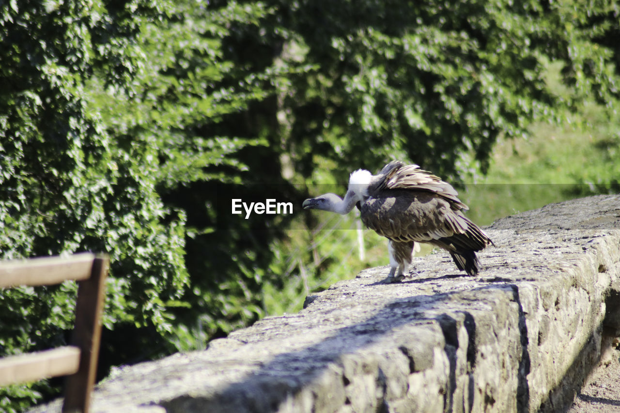 Vulture perching on a tree