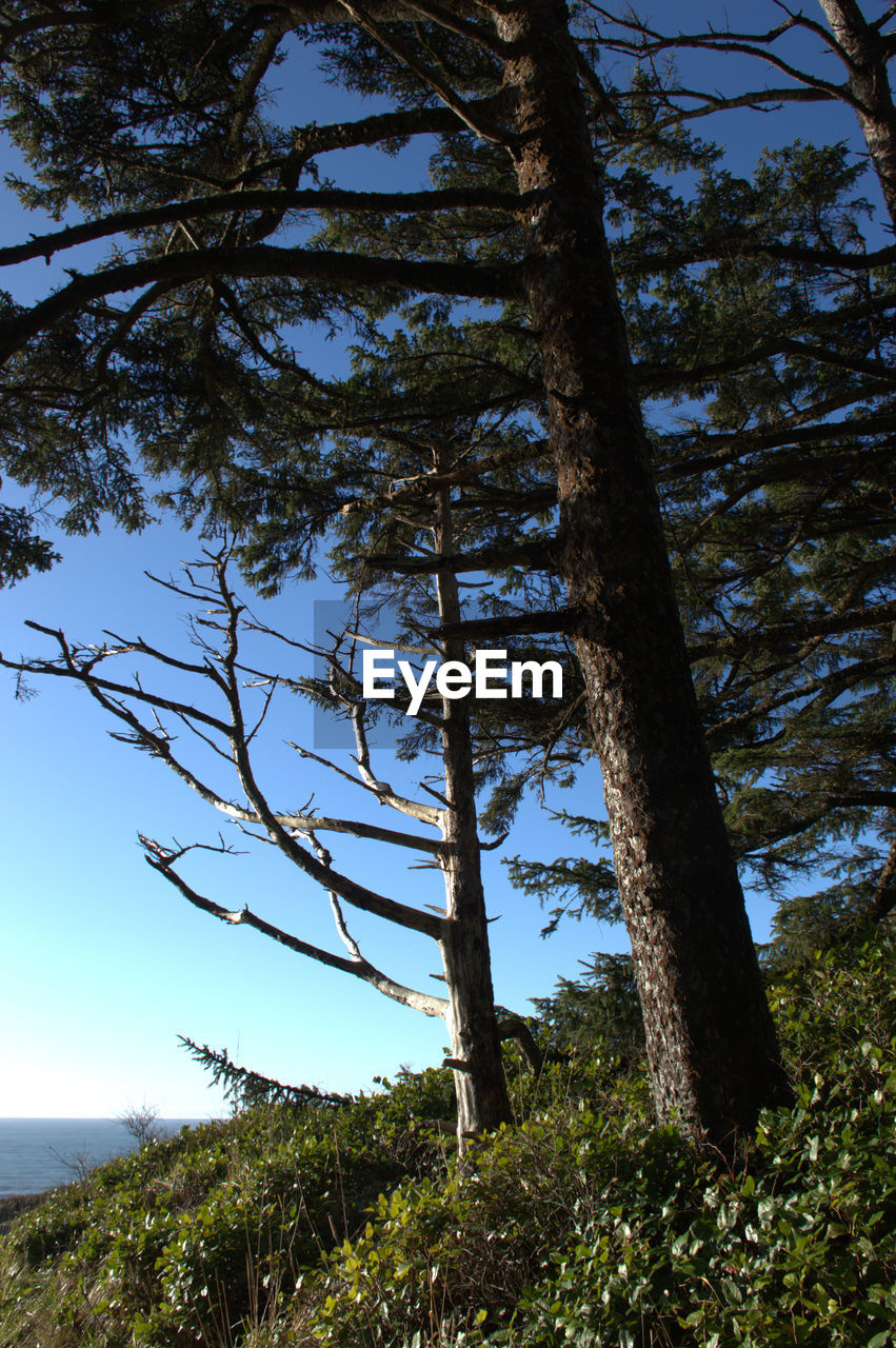 LOW ANGLE VIEW OF TREES GROWING IN FOREST AGAINST SKY