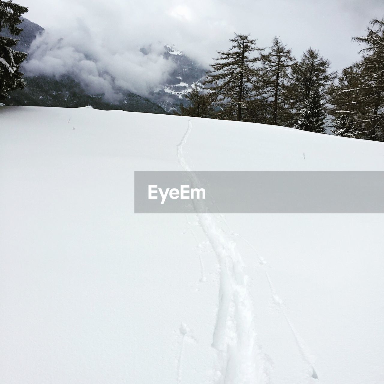 SNOW COVERED TREES ON MOUNTAIN