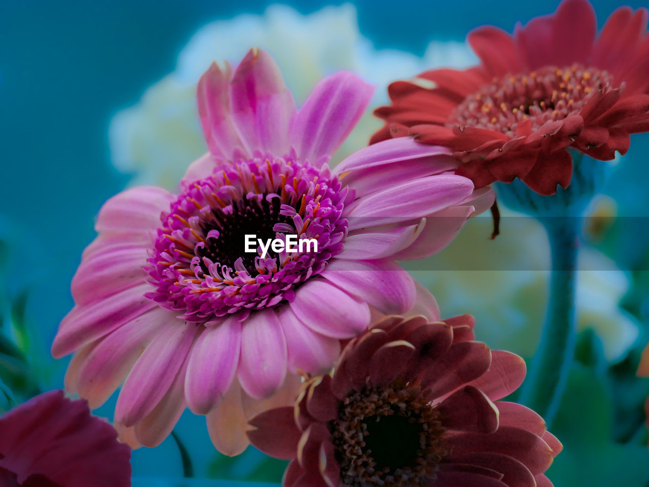 close-up of pink flowering plant against sky