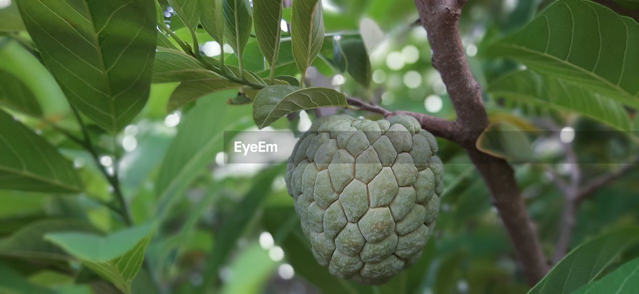 CLOSE-UP OF FRUITS ON TREE