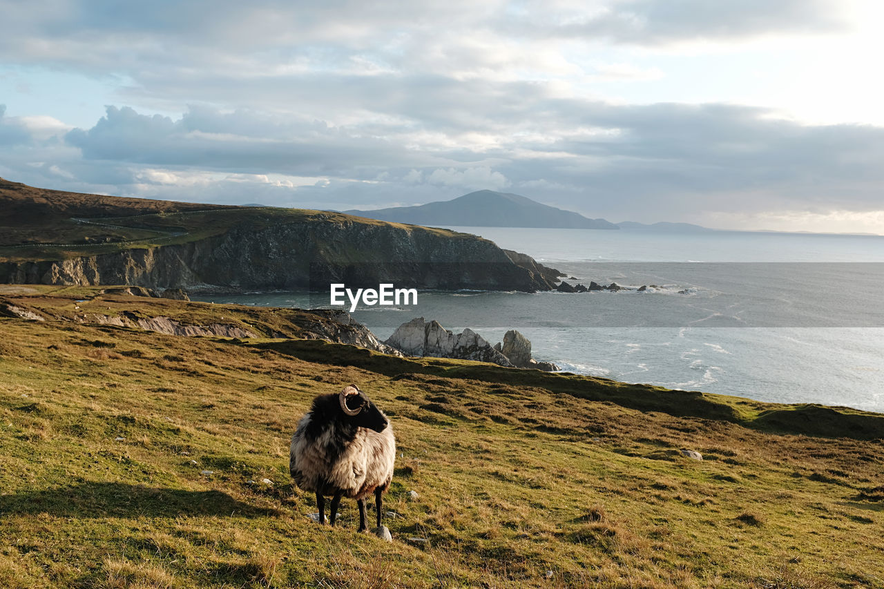 A lonely sheep against a breathtaking backdrop in ireland 