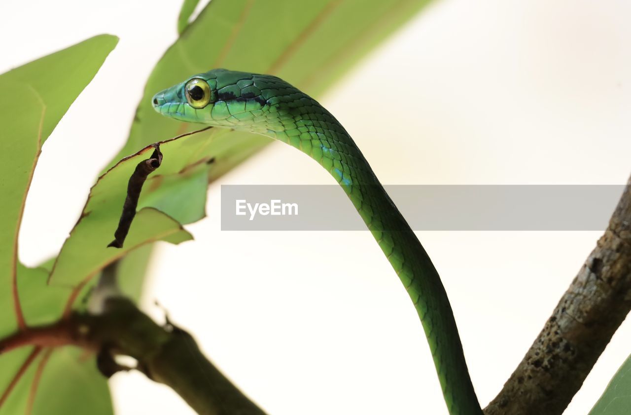 green, animal themes, animal, one animal, animal wildlife, wildlife, branch, reptile, tree, plant, nature, close-up, lizard, plant part, no people, leaf, animal body part, anole, chameleon, outdoors, snake, environment, macro photography, day, rainforest, bird, tropical climate, beak, forest