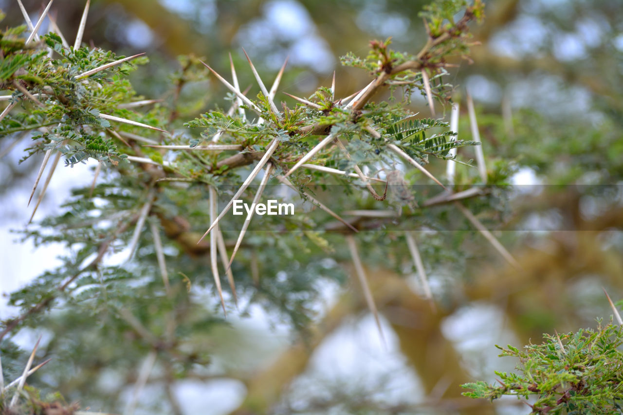 Close-up of tree branch