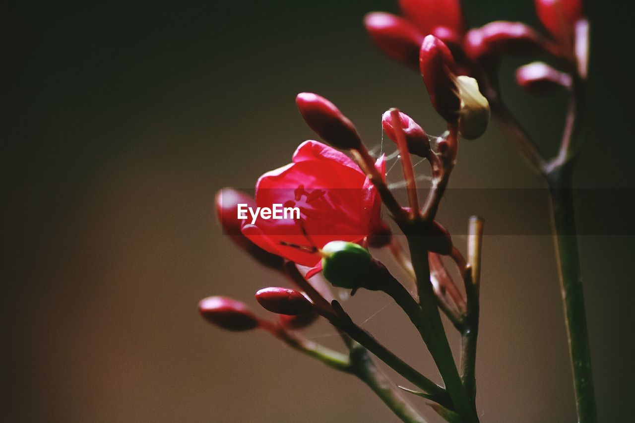 Close-up of pink rose flower buds