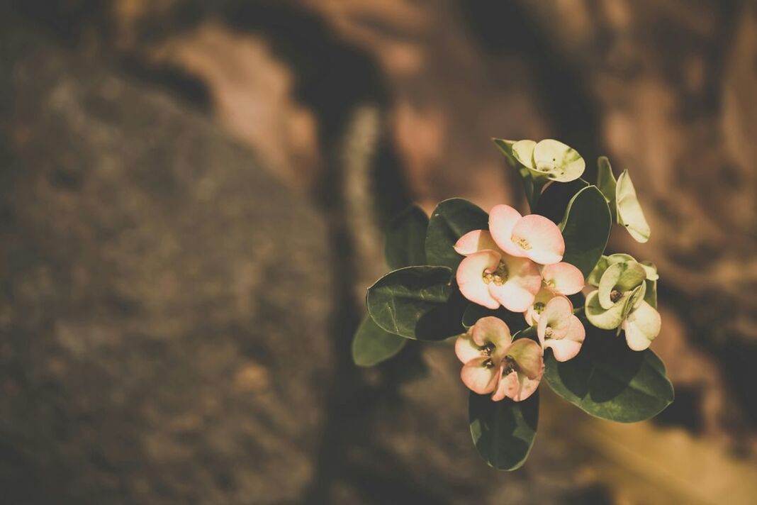 CLOSE-UP OF PINK FLOWERS