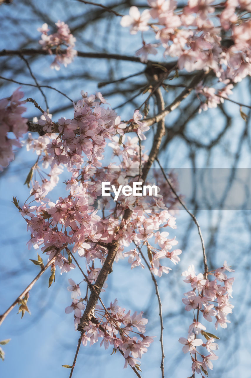 LOW ANGLE VIEW OF FLOWERS ON BRANCH