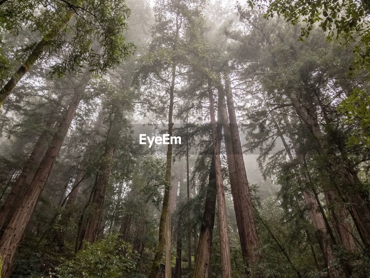 LOW ANGLE VIEW OF PINE TREE IN FOREST