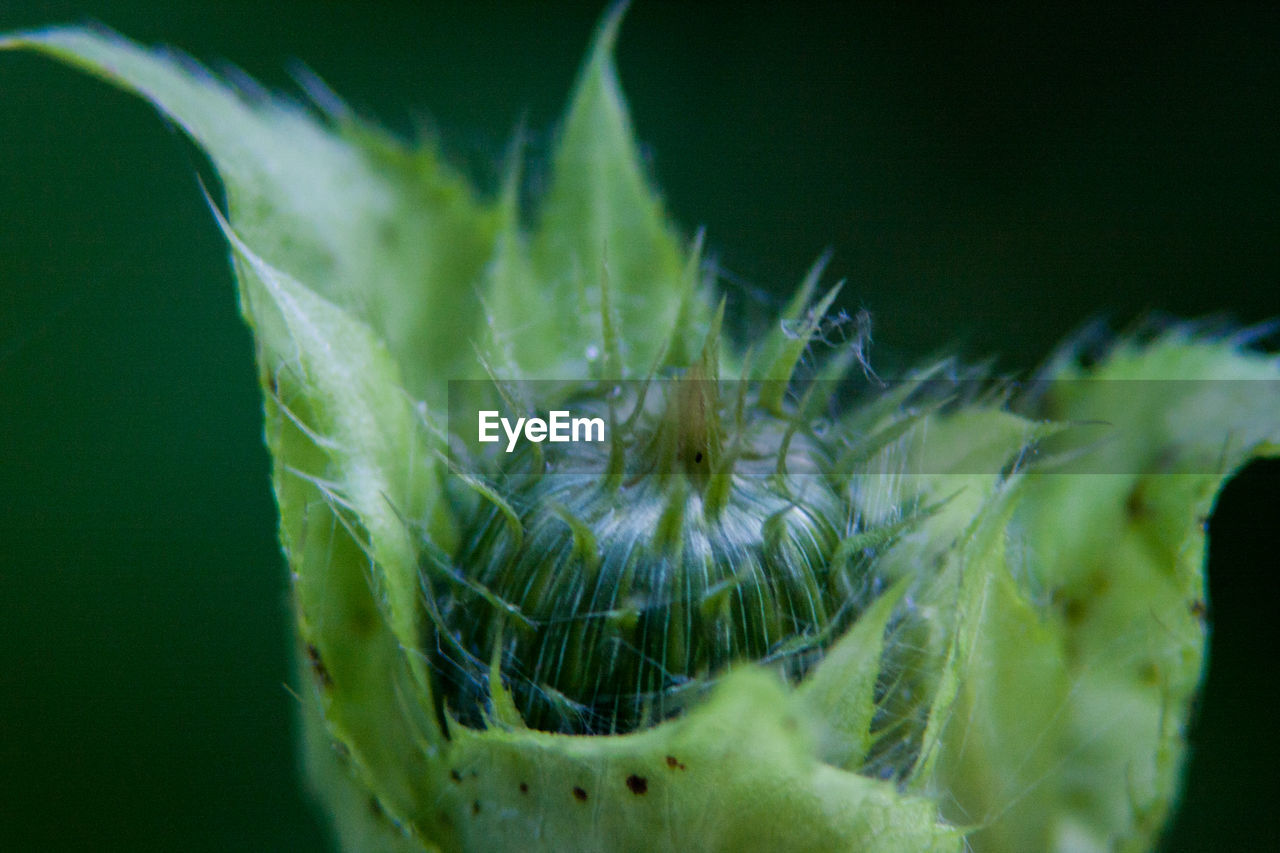 MACRO SHOT OF WATER DROPS ON PLANT