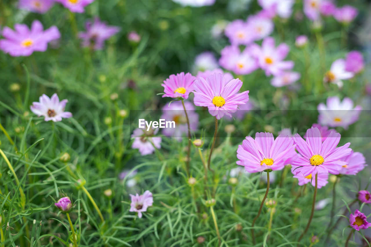 Close-up of pink cosmos flowers on field