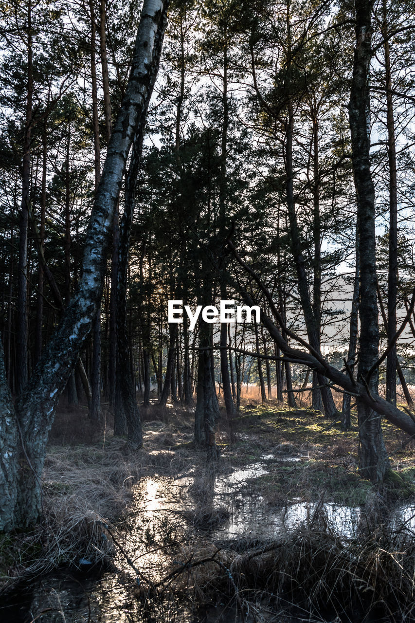 SCENIC VIEW OF TREES IN FOREST