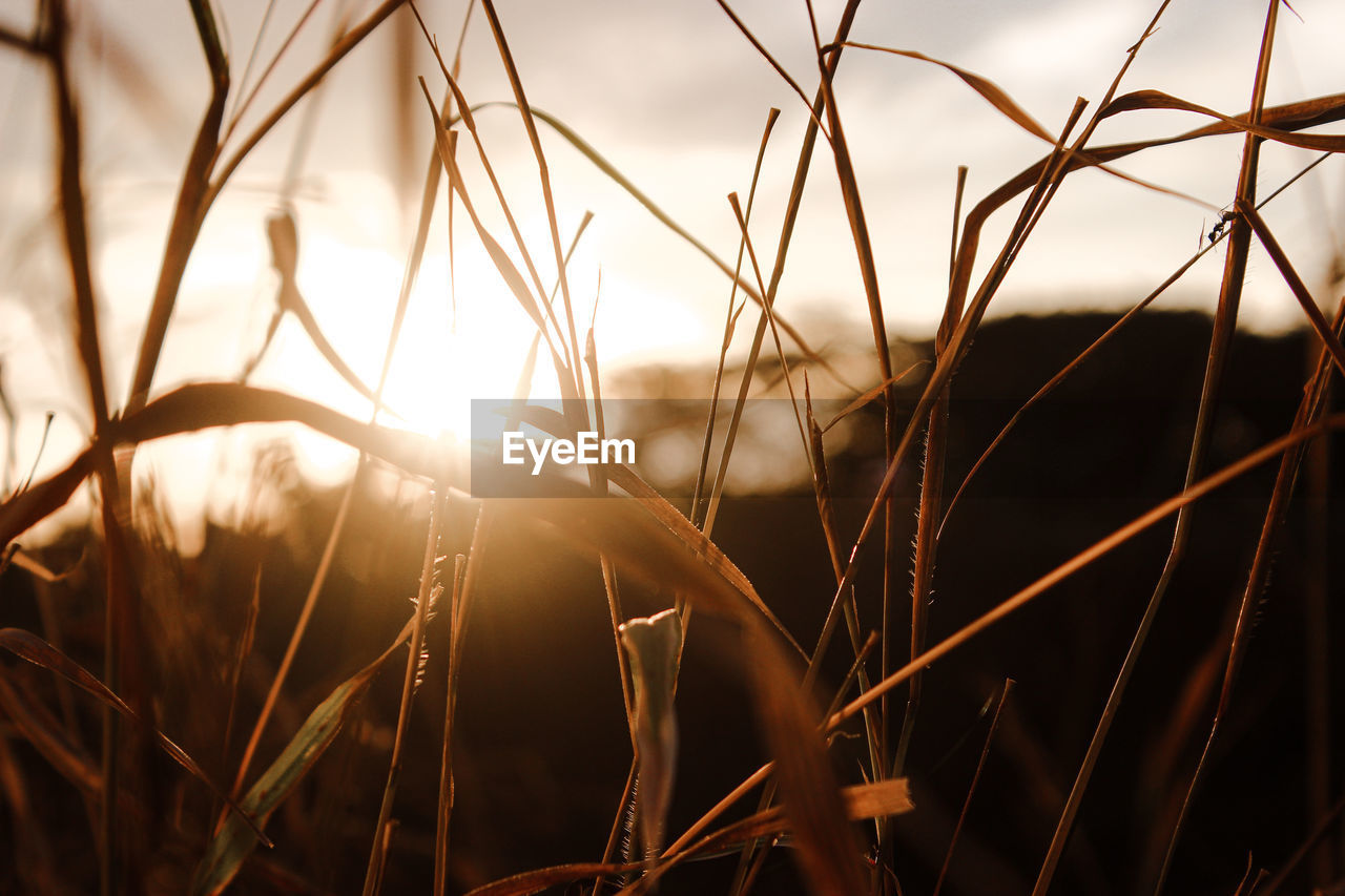 CLOSE-UP OF STALKS AGAINST SUNSET SKY