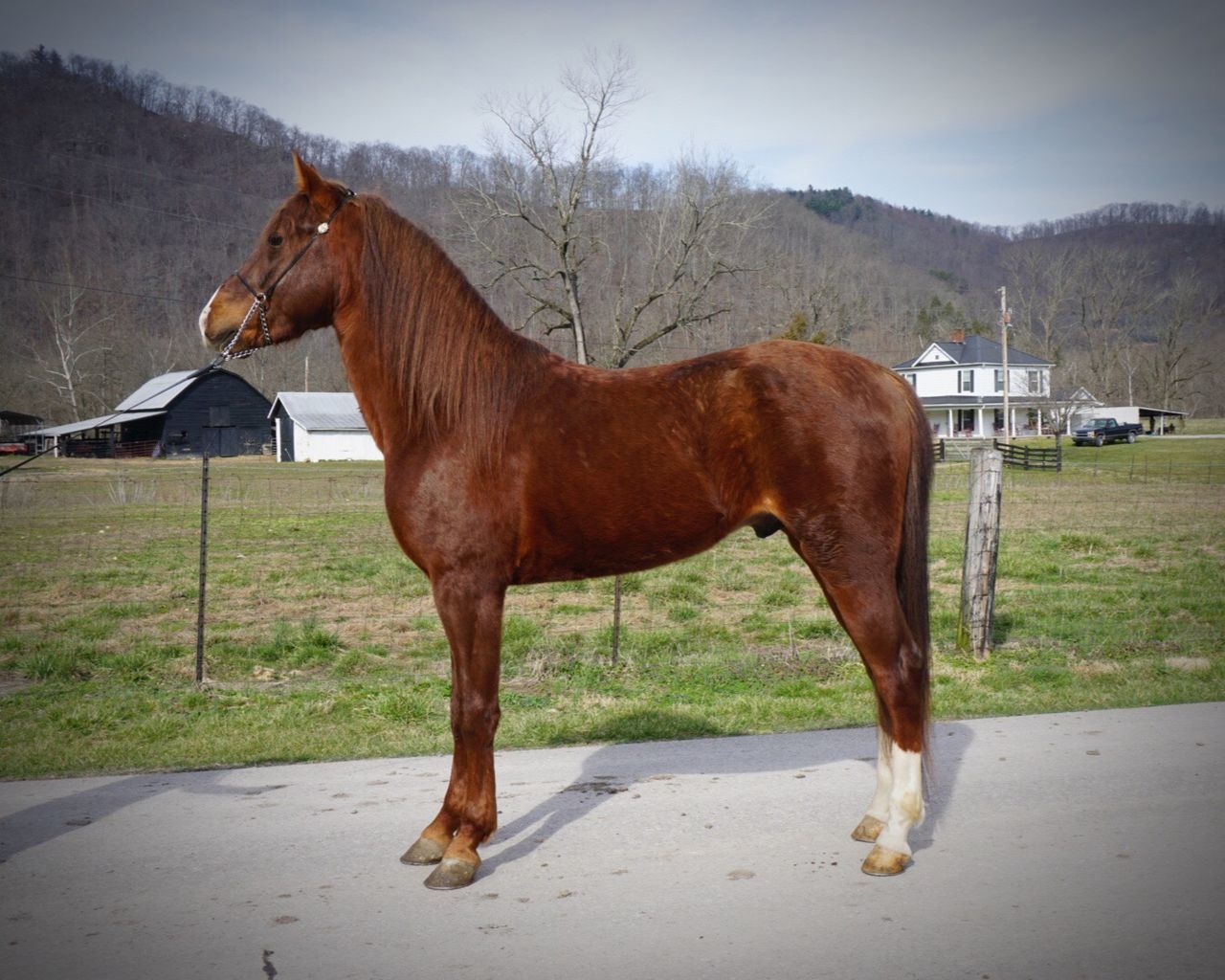 Side view of a horse on landscape