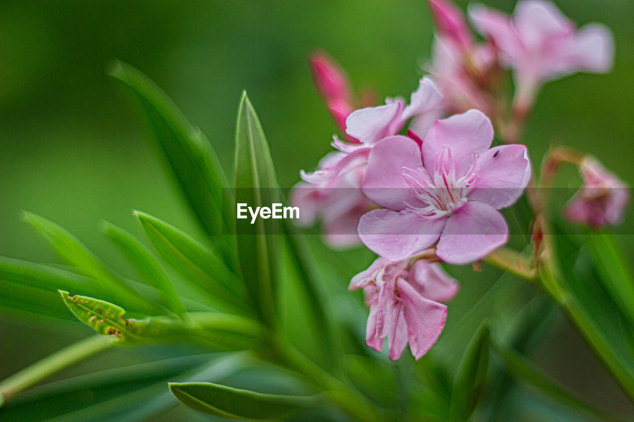 CLOSE-UP OF PINK ROSE PLANT