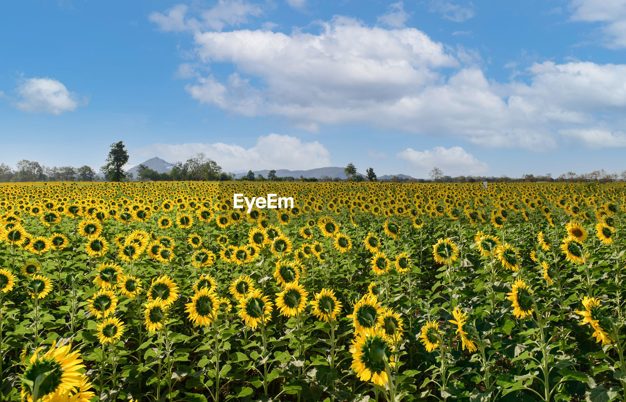 Sunflowers field back side at lop buri. thailand, farming and countryside concept.