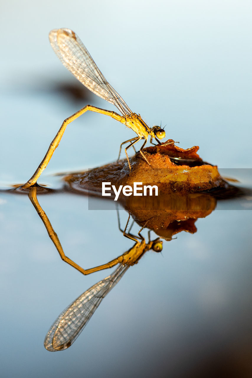 animal themes, animal, insect, macro photography, animal wildlife, one animal, close-up, animal wing, nature, animal body part, wildlife, water, reflection, no people, macro, magnification, studio shot, yellow, side view, focus on foreground, outdoors, leaf