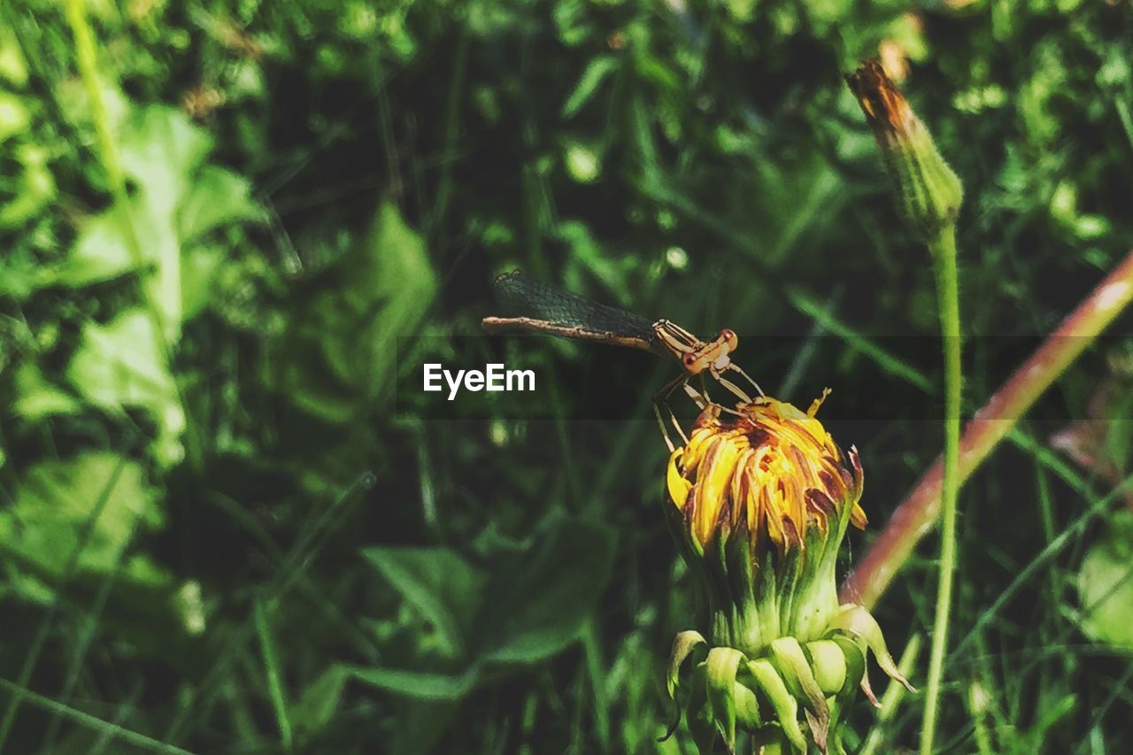 Close-up of dragonfly on yellow dandelion bud growing on field