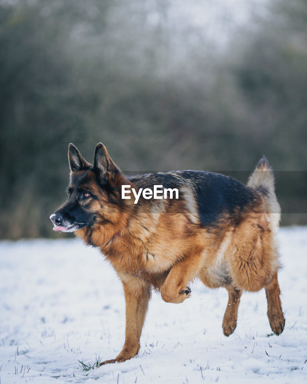 Dog looking away on snow covered land