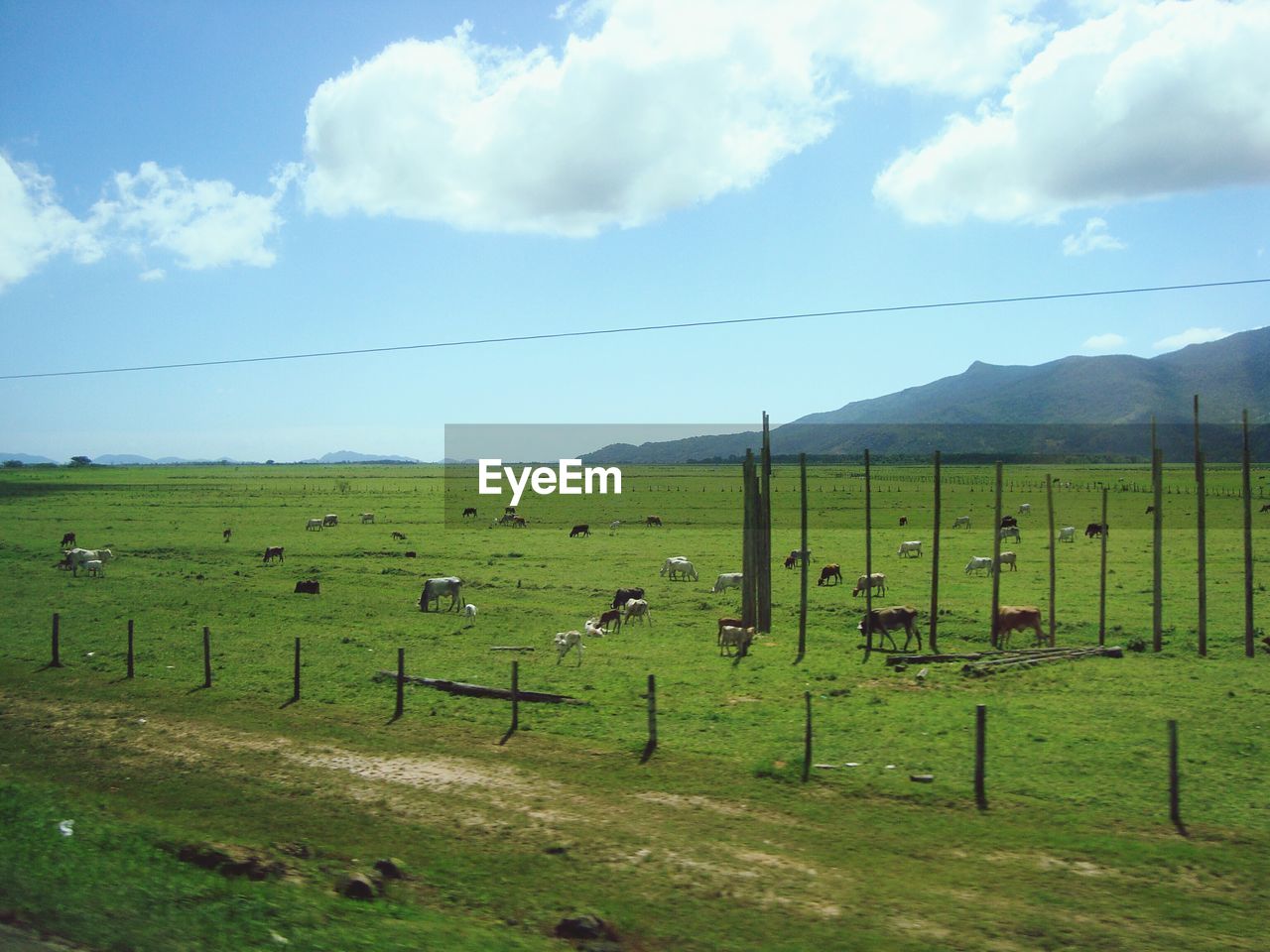 HORSES GRAZING ON FIELD AGAINST SKY